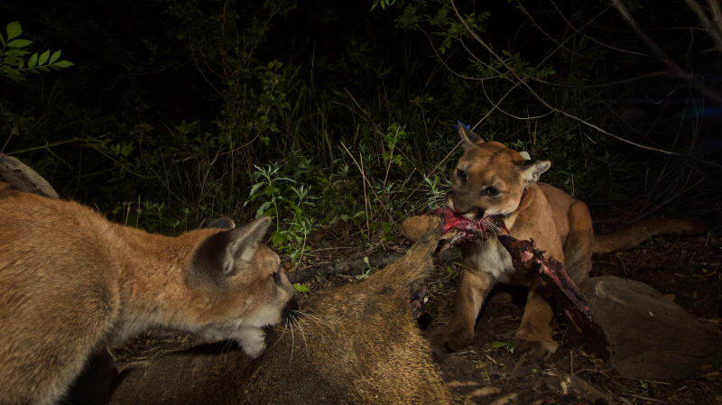 Photo: https://www.outdoorhub.com/news/2016/04/14/trail-cam-captures-mountain-lion-bears-eating-deer/