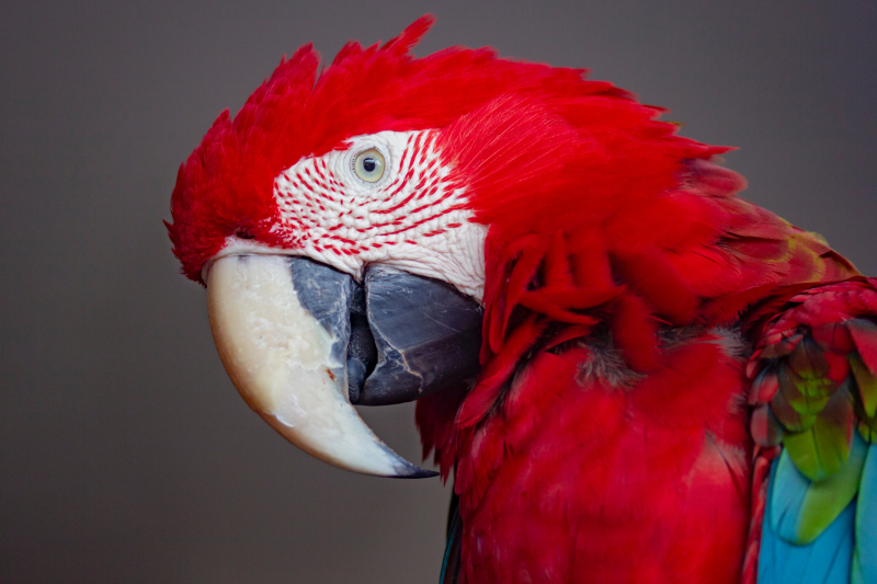 Photo by Rodolfo Clix: https://www.pexels.com/photo/red-blue-and-green-parrot-2954458/