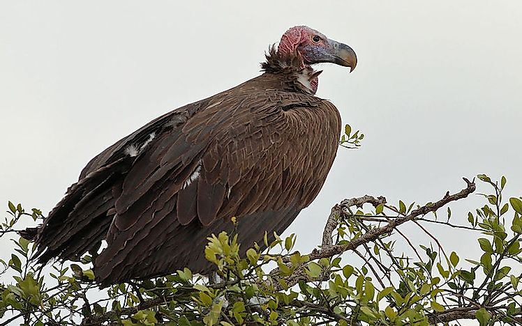 Old World Vultures, https://www.worldatlas.com/