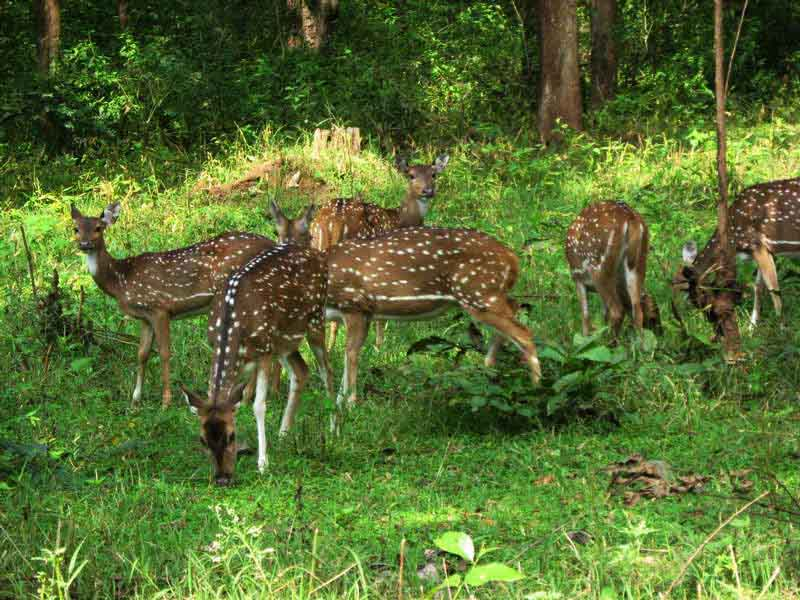 Nilgiri Biosphere Reserve, Tamil Nadu