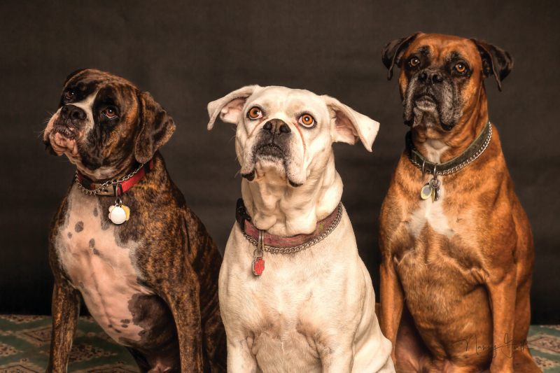 Photo by Nancy Guth: https://www.pexels.com/photo/photography-of-three-dogs-looking-up-850602/