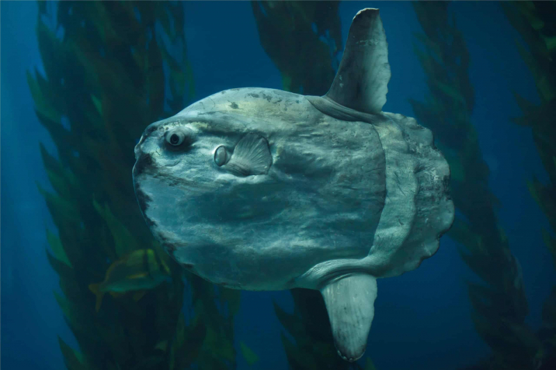 Photo: https://www.aquarium.co.za/blog/entry/everything-you-need-to-know-about-ocean-sunfish