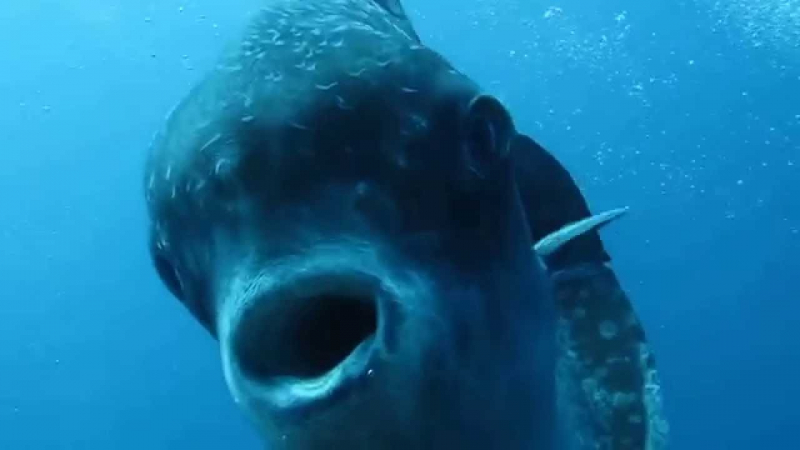 Photo: https://a-z-animals.com/blog/what-do-sunfish-eat/
