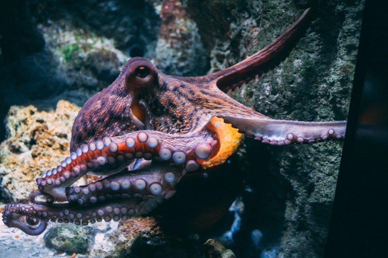 Photo:  Daily Maverick - octopus