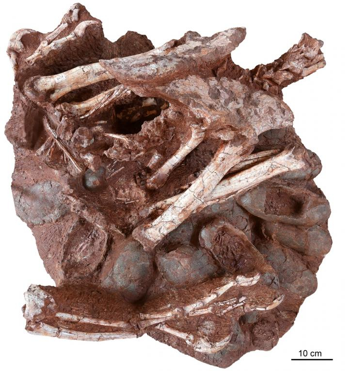 One Dinosaur Was Preserved While Incubating Her Nest