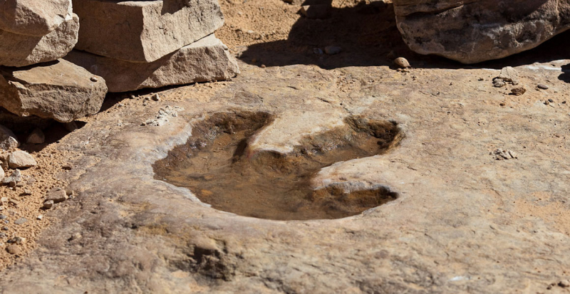 Photo on NHM: https://www.nhm.ac.uk/discover/dinosaur-footprints.html