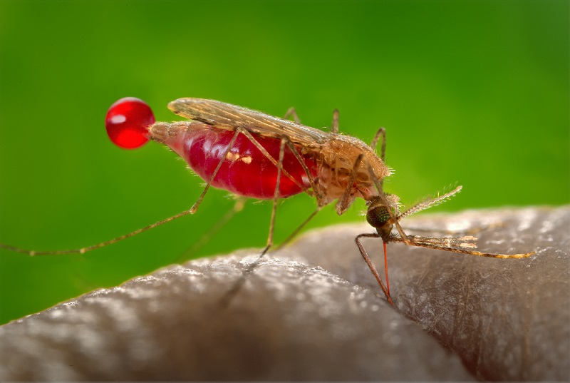Mosquitoes are attracted to a sweaty body