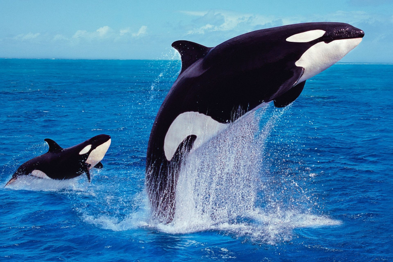 Photo: TIME for Kids  - Awesome Orcas