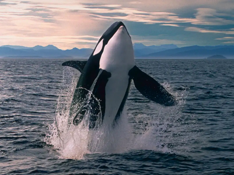 Photo:  New Scientist - Orcas