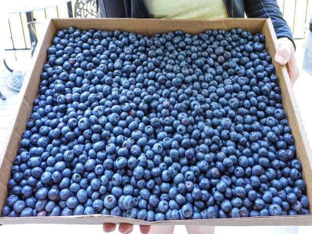 Oregon berries