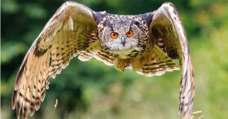 Photo: https://a-z-animals.com/blog/what-do-great-horned-owls-eat/