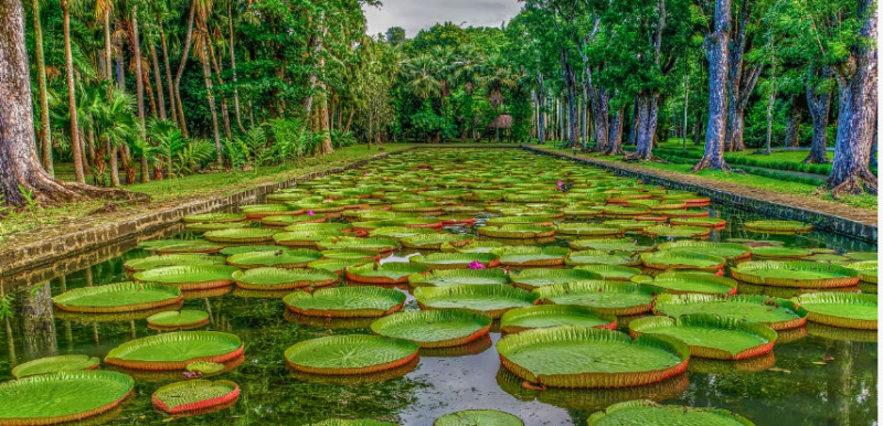 Giant water lily leaves (Source: Mauritius Hotels)