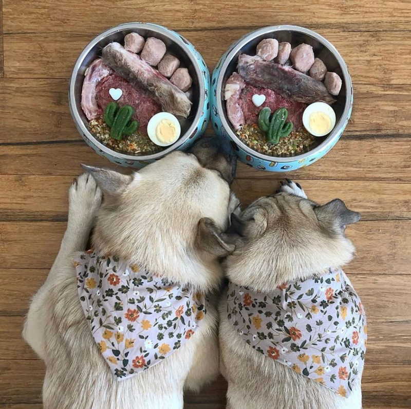 Photo by Paringa Pet Foods via Instagram