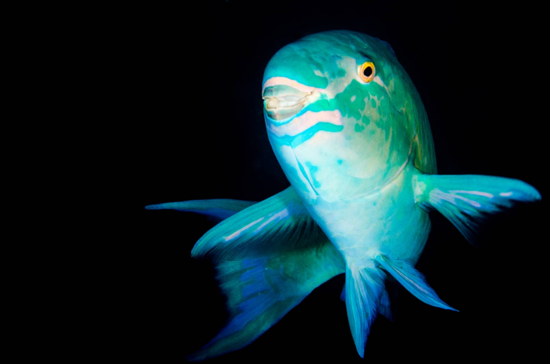 Photo:  Aquariadise - Green Parrot Fish