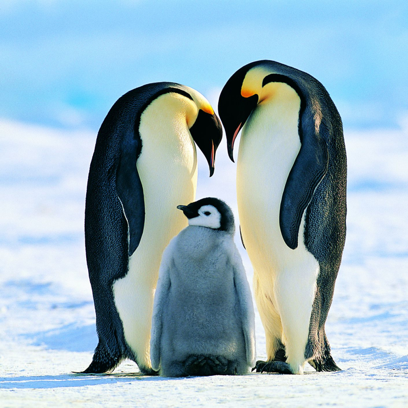 www.penguinsinternational.org