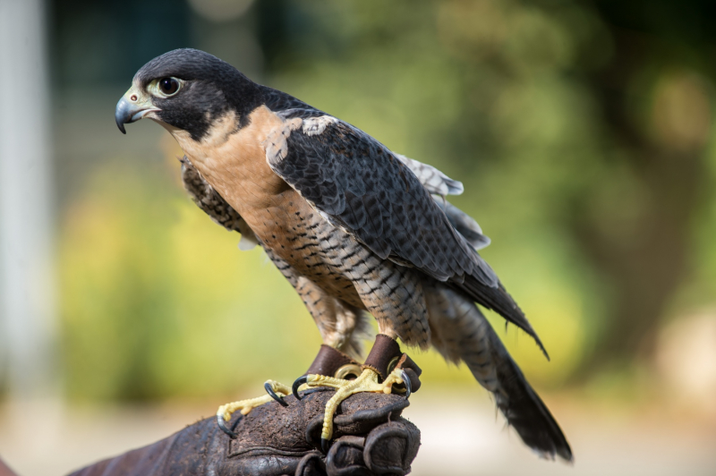 Photo:  Lindsay Wildlife Experience - Peregrine Falcon