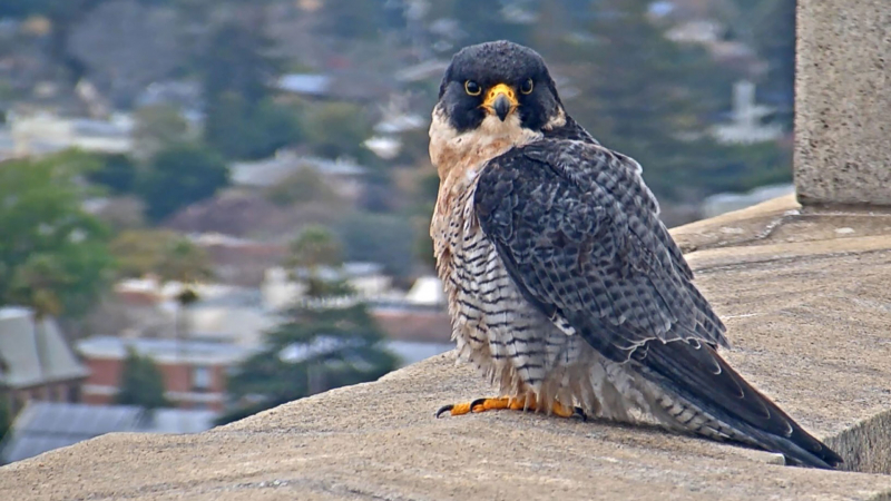 Photo: KQED - Peregrine falcon