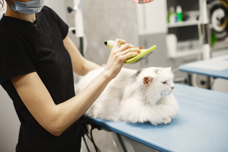 Photo by Gustavo Fring: https://www.pexels.com/photo/woman-brushing-a-white-cat-in-a-vet-room-6816838/