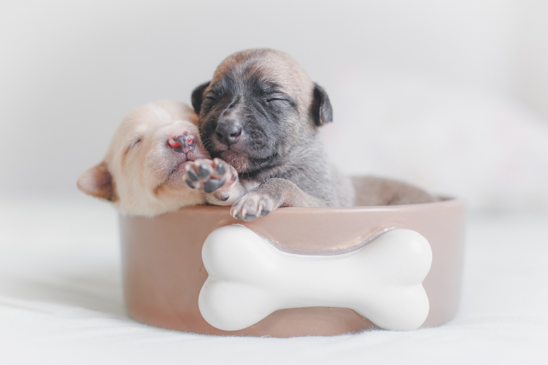 Photo by sergio  souza: https://www.pexels.com/photo/two-puppies-in-dog-food-bowl-3198001/