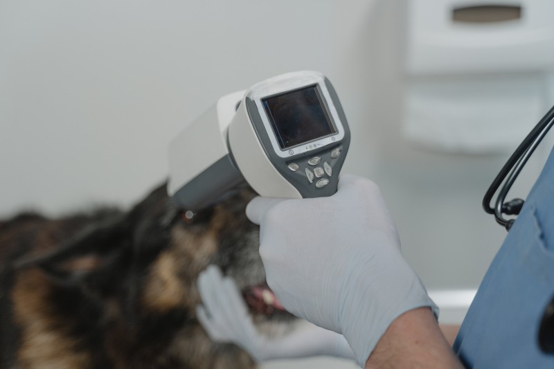 Photo by  Tima Miroshnichenko on Pexels (https://www.pexels.com/photo/a-vet-using-medical-equipment-in-treating-a-sick-dog-6235232/)