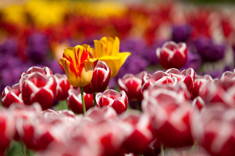 Pick a Free Bouquet on National Tulip Day
