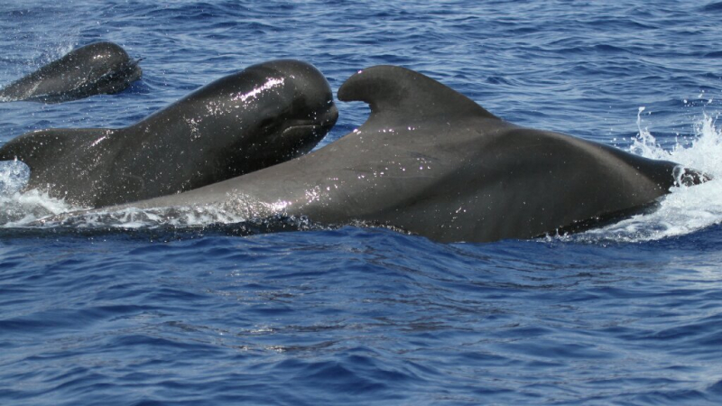 Via: Whale Watching Azores Islands