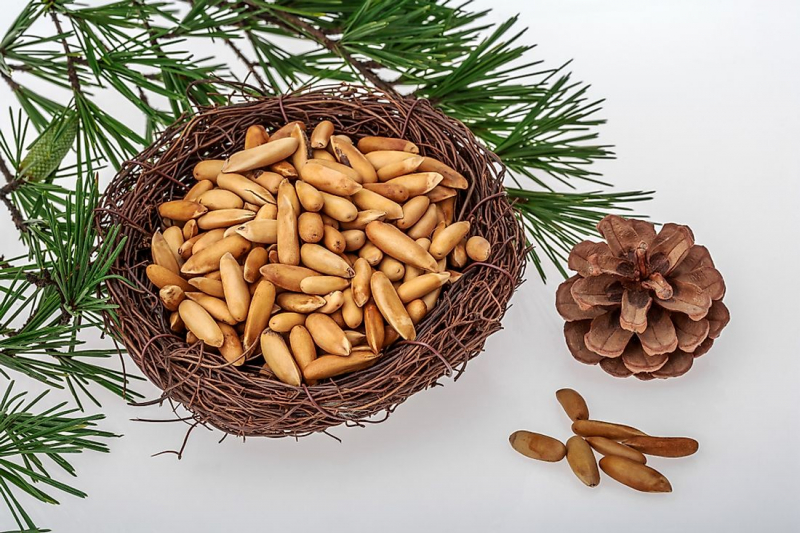 Pine nuts (photo: https://www.worldatlas.com/)
