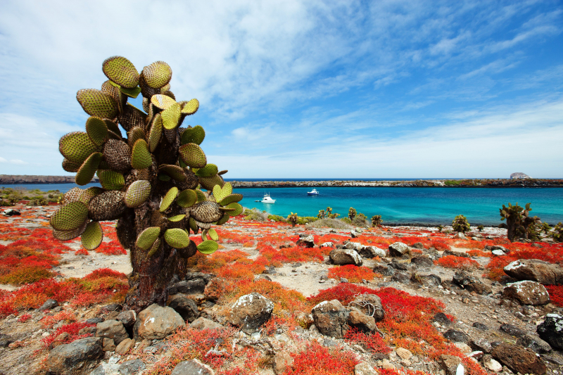 Photo:  Galapagos Pro