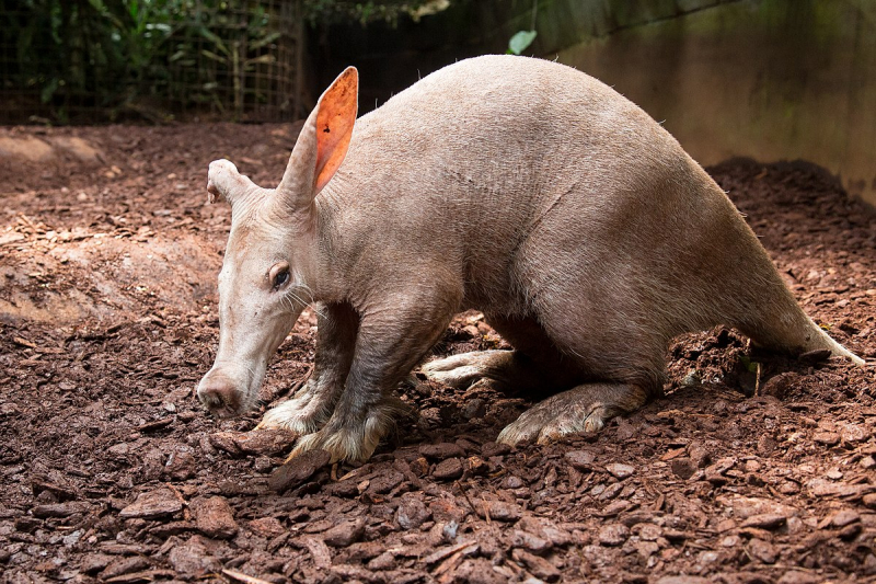 Top 5 Predators of Aardvarks that Eat Aardvarks - toplist.info