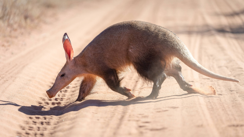 Top 5 Predators of Aardvarks that Eat Aardvarks - toplist.info