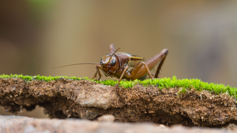 Top 8 predators of crickets eating crickets Top 8 predators of crickets eating crickets