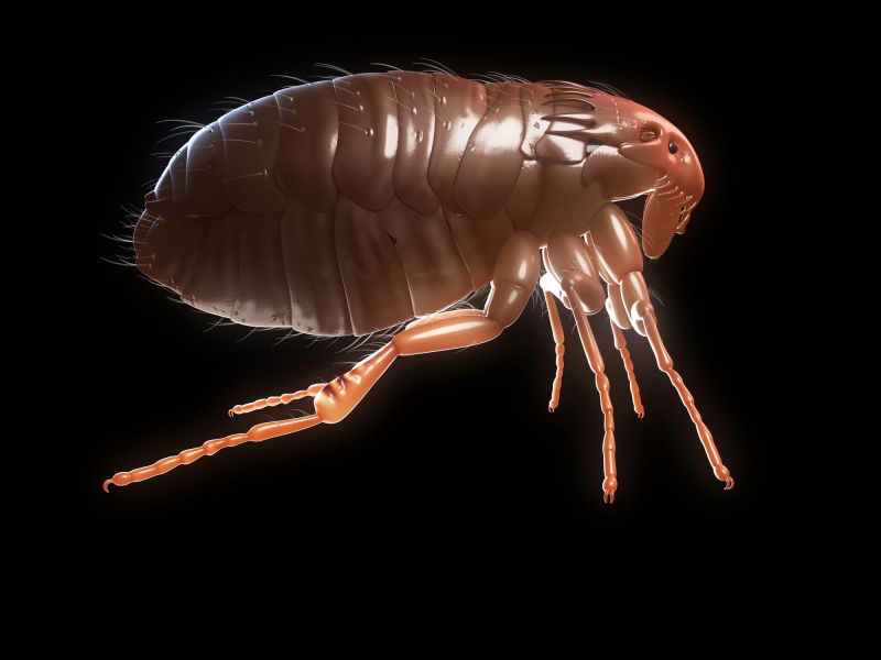 Top 7 Predators of Fleas that Eat Fleas toplist.info