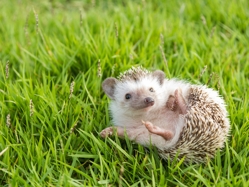 Top 6 Predators Of Hedgehogs that Eat Hedgehogs - toplist.info