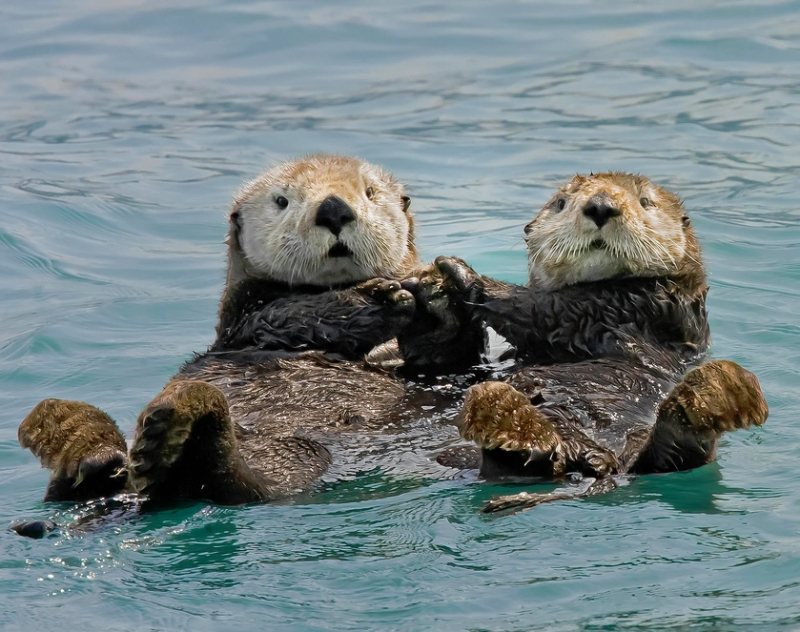 Top 8 Predators of Sea Otters that Eat Sea Otter - toplist.info