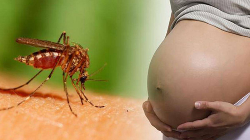 Pregnancy increases the risk of mosquito bites
