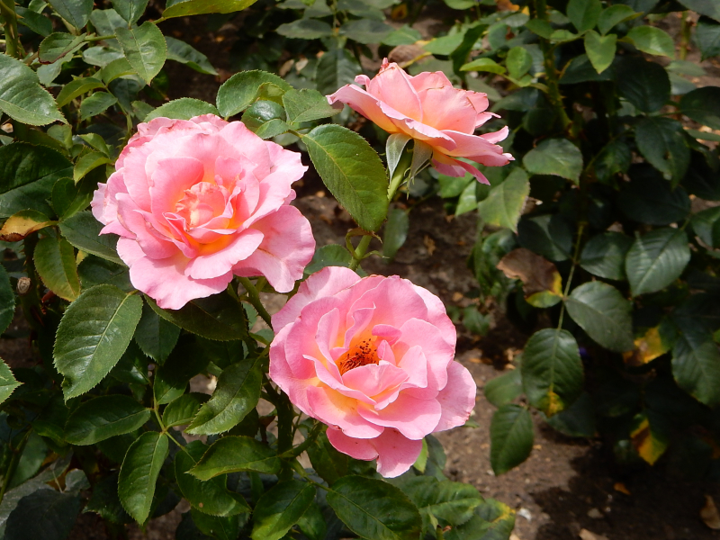 Princess Grace Rose Garden. Photo: londonlalife.com