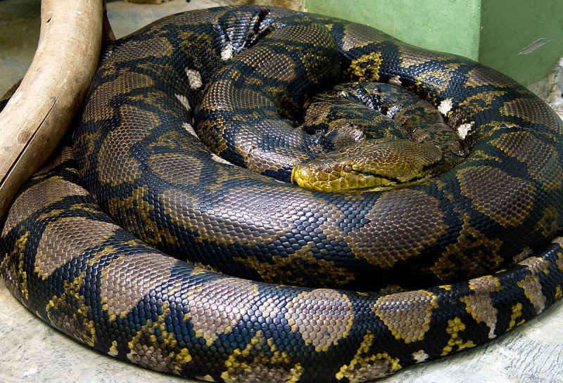 Photo:  Wikipedia - Reticulated python
