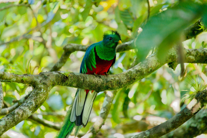 Photo by Aleksandar Popovski on Unsplash: https://unsplash.com/photos/a-green-and-red-bird-sitting-on-a-tree-branch-UHxY03ITZEw
