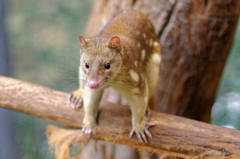 Photo by https://commons.wikimedia.org/wiki/File:Spotted_Tail_Quoll_2011.jpg