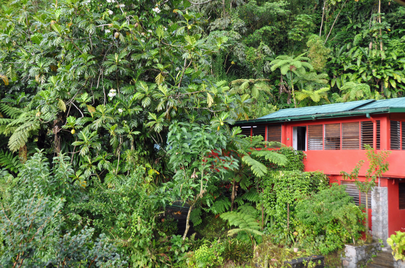 رستوران جنگل های بارانی در پاپیلوت