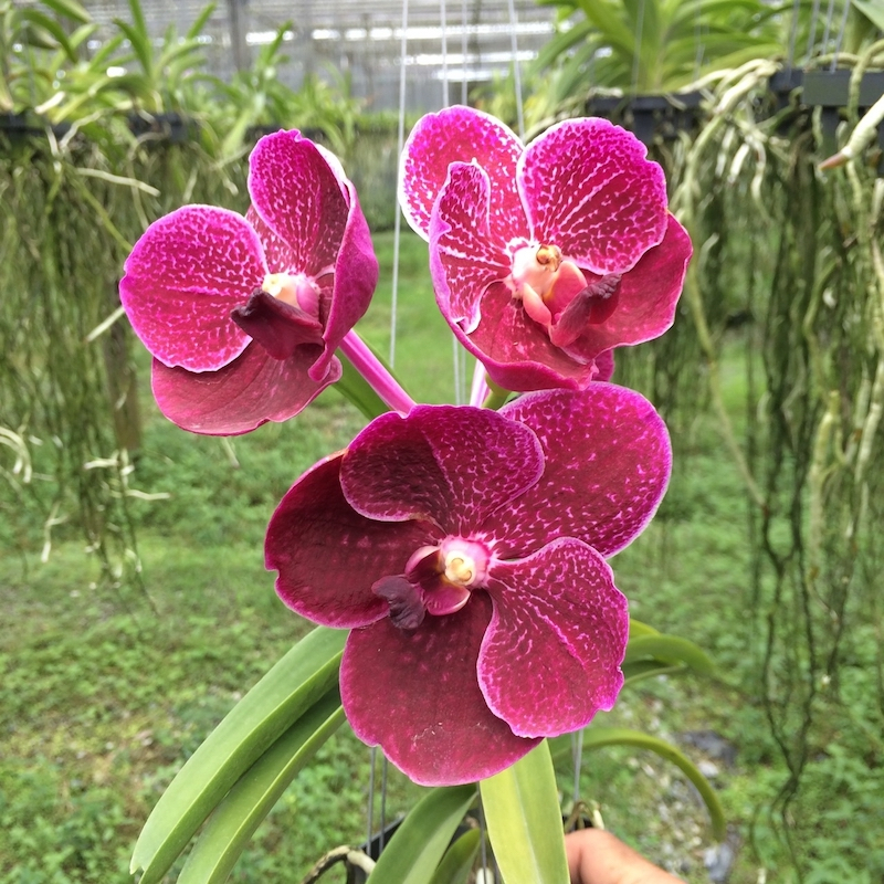 Via: Kultana Orchids