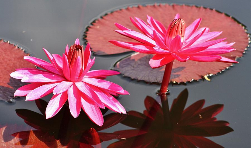 Red Flare Water Lily (photo:https://fineartamerica.com/)
