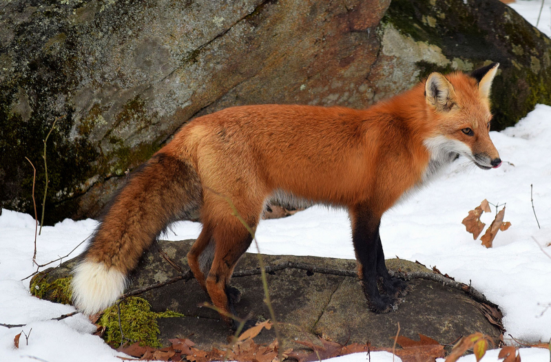 Photo:  Natural Resources Council of Maine - Red Fox