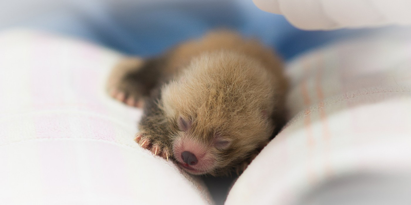 Photo: The newborn red panda - animalsss.com