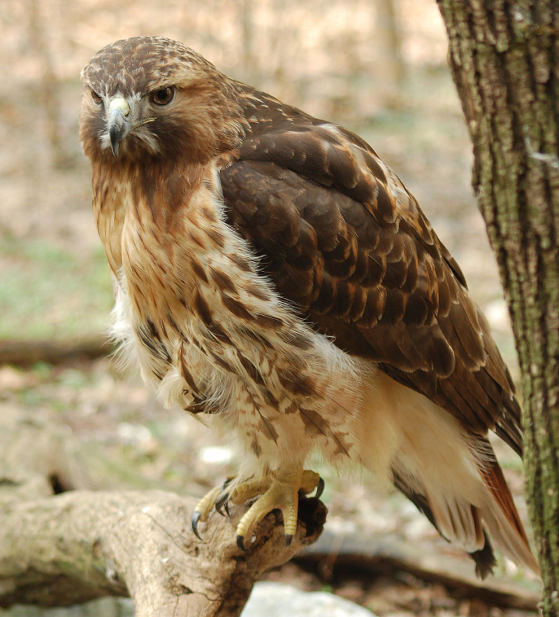 Photo:  Wikipedia - Red-tailed Hawk