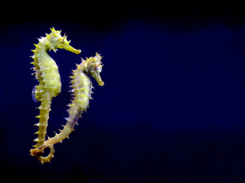 Photo: https://catherinetingey.com/together-but-separate/two-seahorses-with-tails-intertwined/