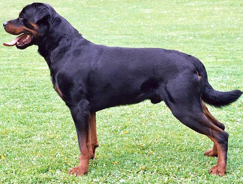 Rottweiler. Photo: en.wikipedia.org