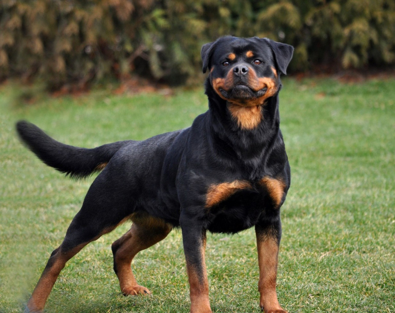 Photo: King Rottweilers