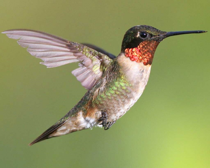 Photo: https://www.wild-bird-watching.com/humming-birds.html
