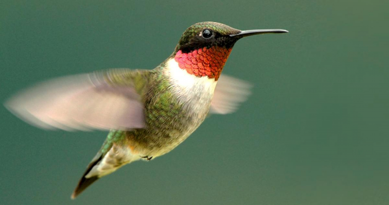 Photo: https://www.allaboutbirds.org/guide/Ruby-throated_Hummingbird/lifehistory